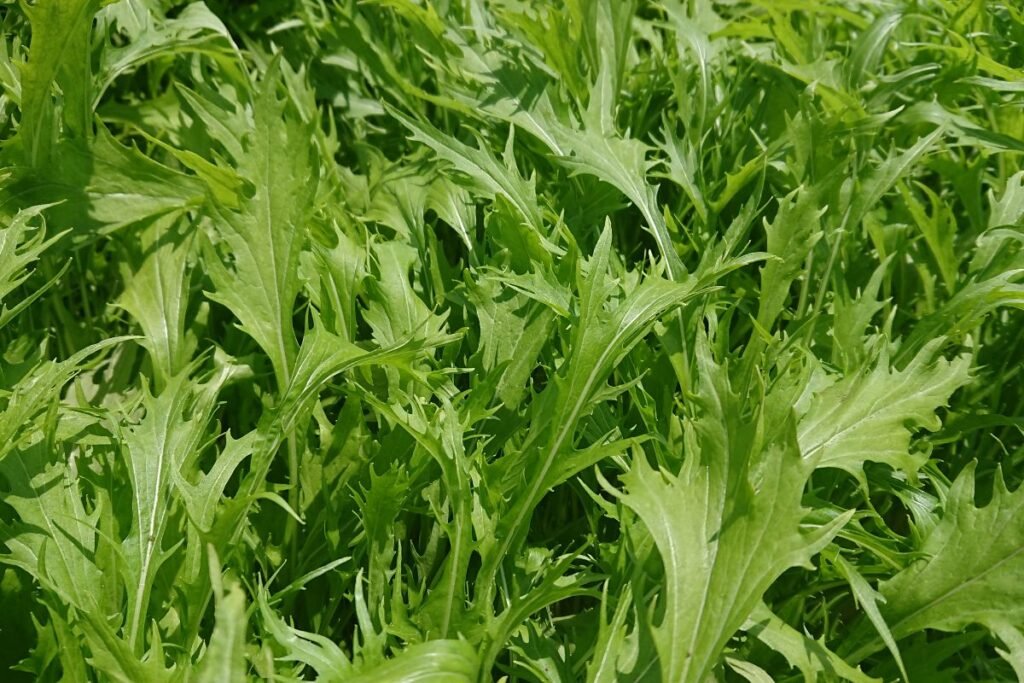 Lapinės garstyčios