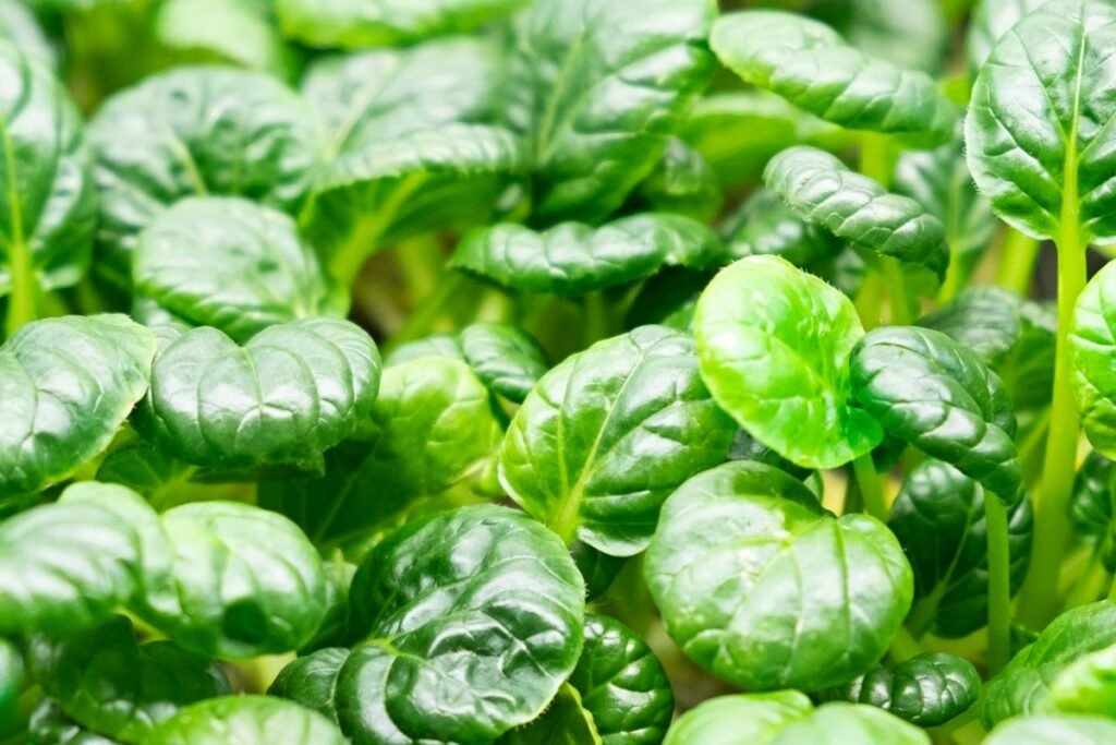 Lapinės garstyčios