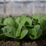 Lapinės garstyčios