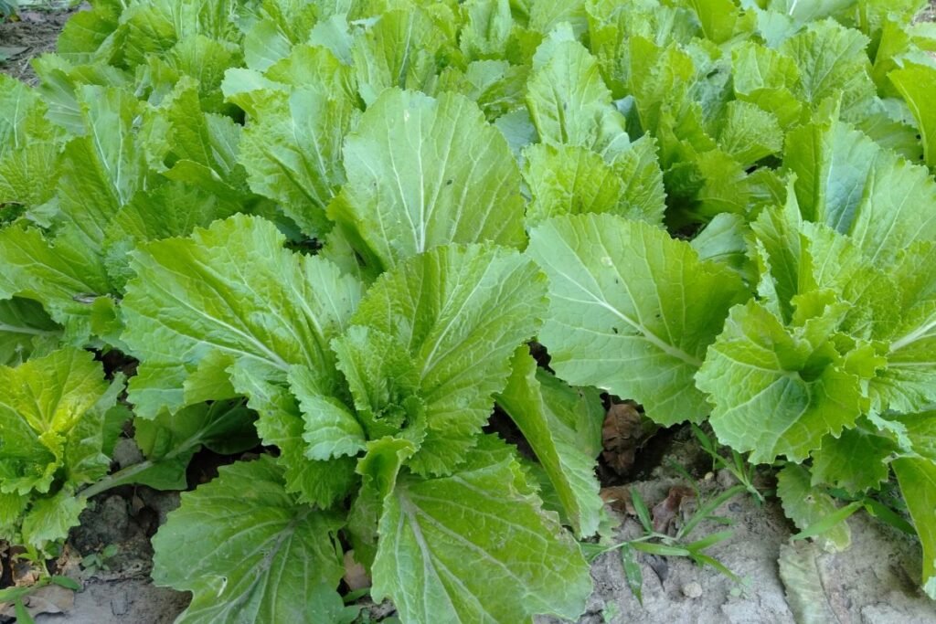 Lapinės garstyčios