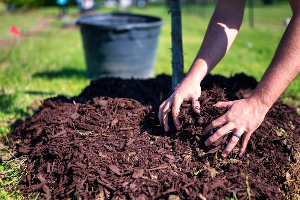 Kada geriausia mulčiuoti?