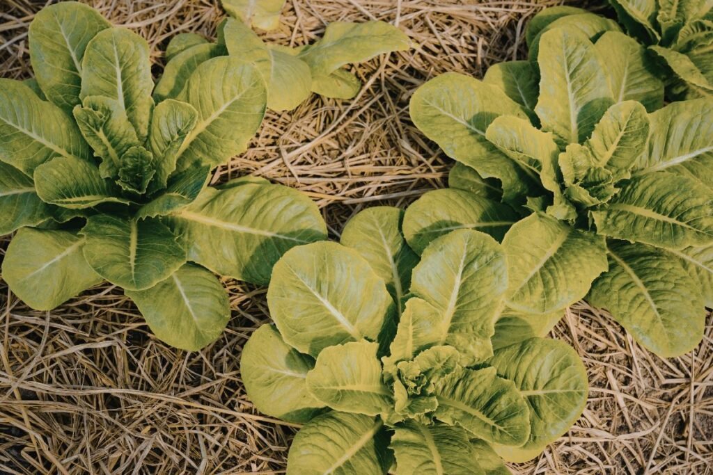 Kokį mulčą rinktis?