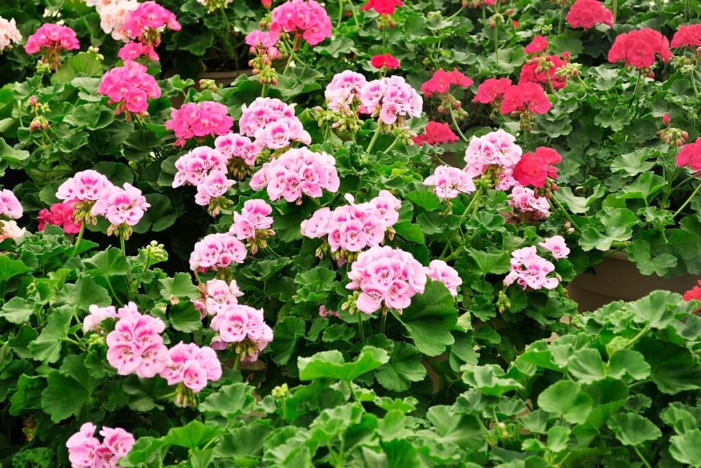 Pelargonijų dauginimas: jaunų augalų priežiūra