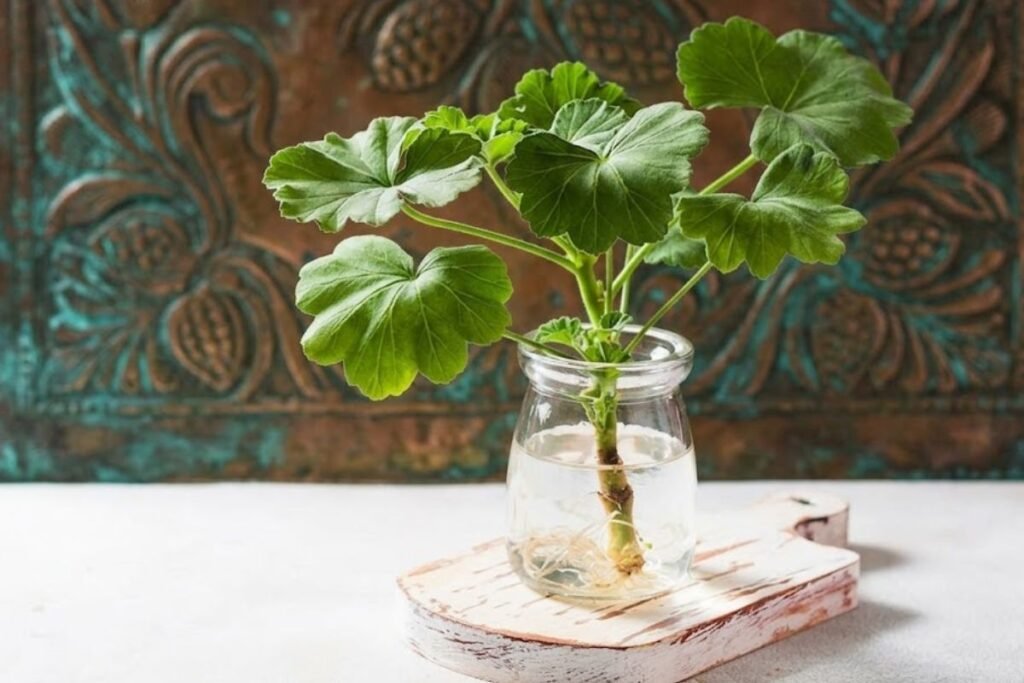 Kada geriausia dauginti pelargonijas?