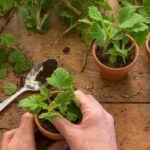 Pelargonijų dauginimas: kaip iš vieno augalo sukurti žydinčią jūrą?