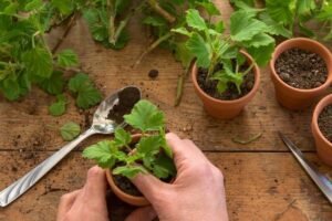 Pelargonijų dauginimas: kaip iš vieno augalo sukurti žydinčią jūrą?