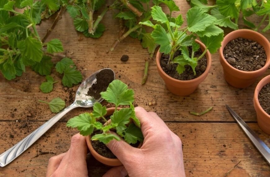 Pelargonijų dauginimas: kaip iš vieno augalo sukurti žydinčią jūrą?