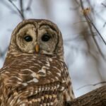 Pelėdos sode: kaip pritraukti šias nakties medžiotojas ir kodėl tai verta padaryti?