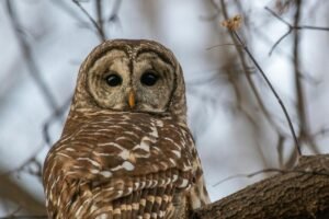 Pelėdos sode: kaip pritraukti šias nakties medžiotojas ir kodėl tai verta padaryti?