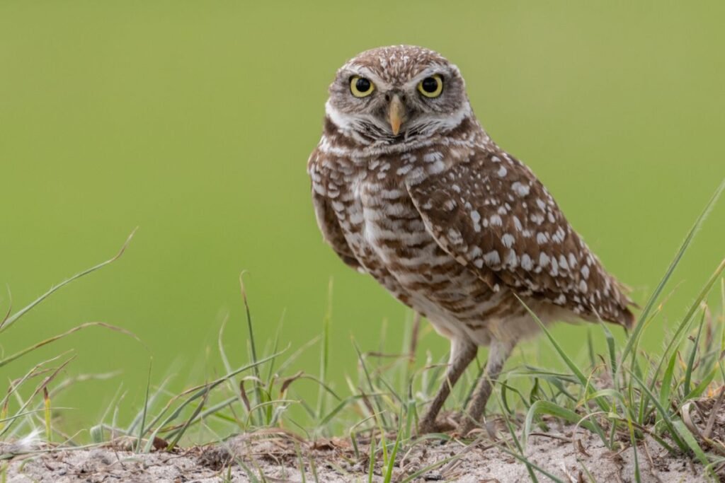 Kokios pelėdos gyvena Lietuvoje?