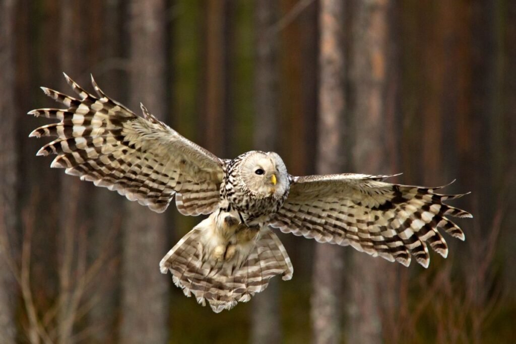 Pelėdos sode: vandens vieta ir ramybė