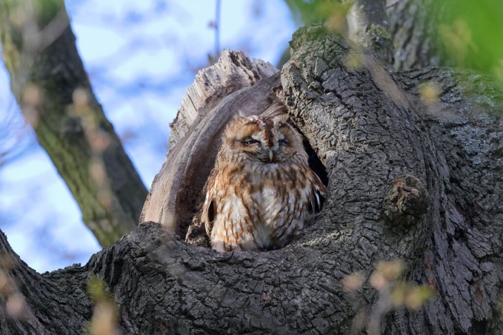 Gamtinė aplinka: koks sodas pelėdai patrauklus?