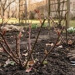 Rožių priežiūra pavasarį: išsamus gidas siekiantiems karališko žydėjimo