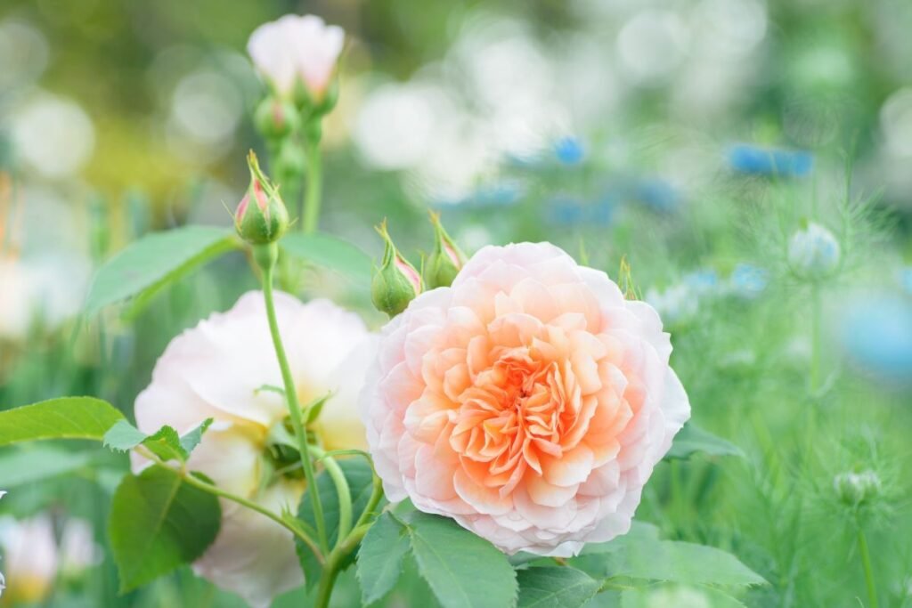 Laistymas: neapsigaukite dėl drėgmės