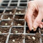 Sėklų skarifikacija