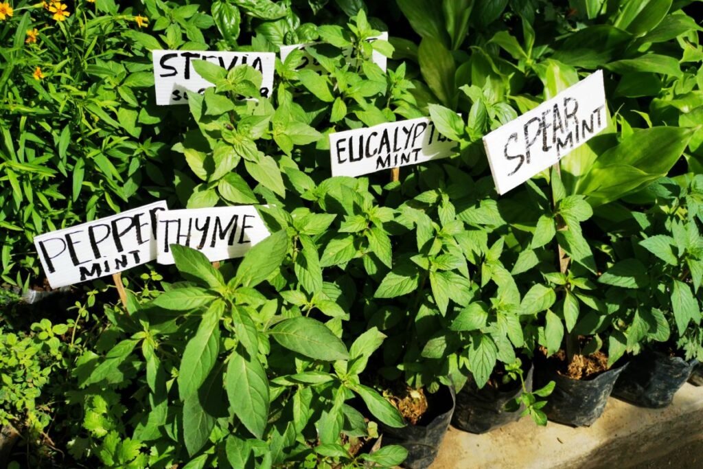 Sodininkystės klaidos