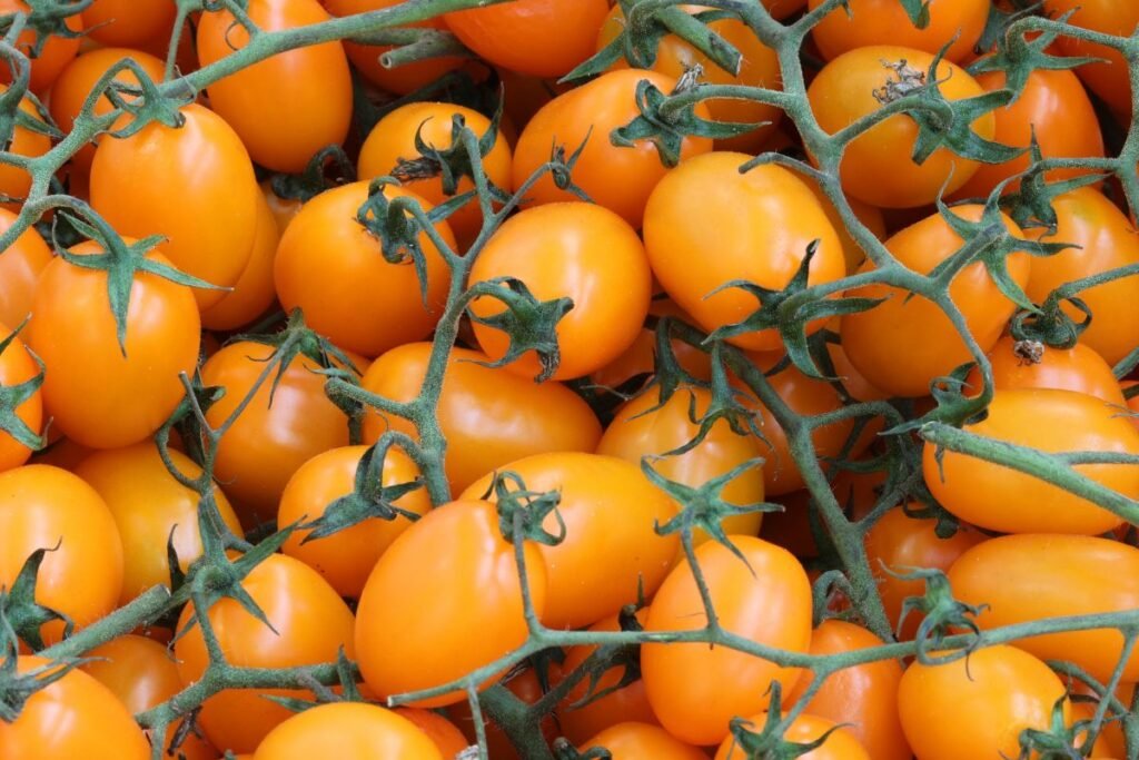 Saldžių pomidorų veislės: mažieji desertai