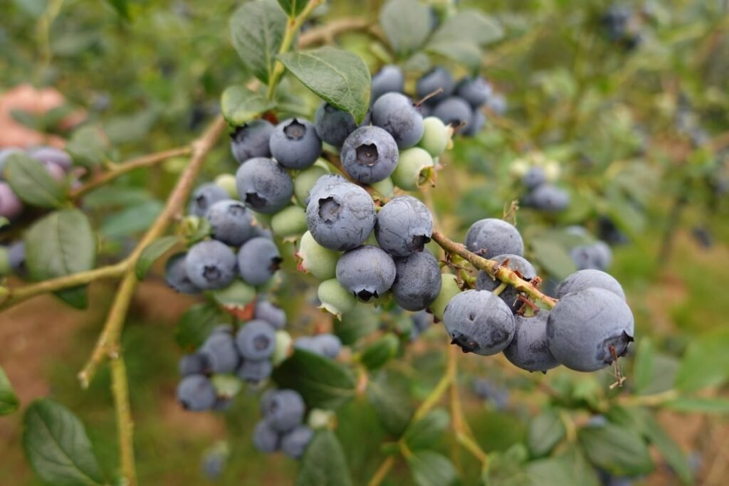 Šilauogių dauginimas: trys kritinės klaidos