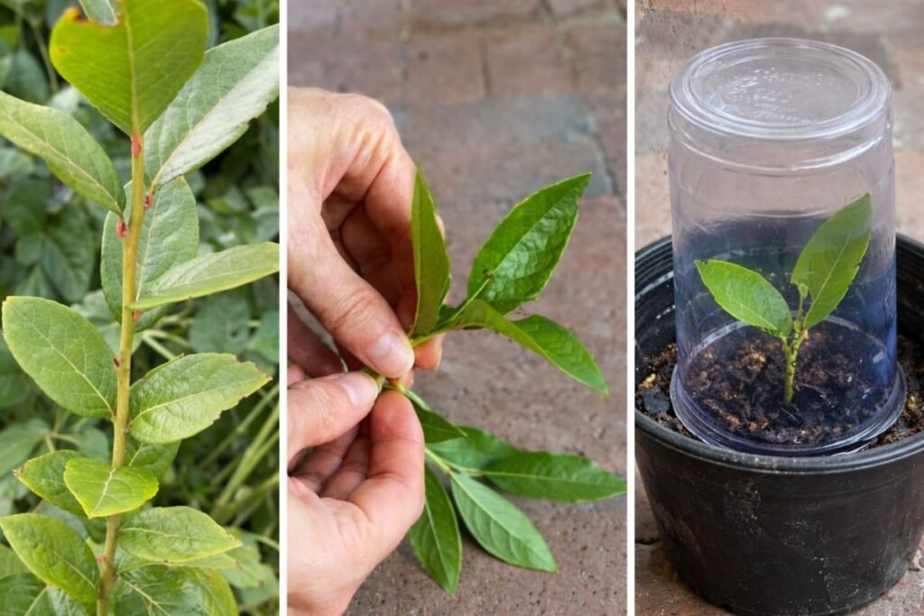 Šilauogių dauginimas vasarą žaliaisiais auginiais