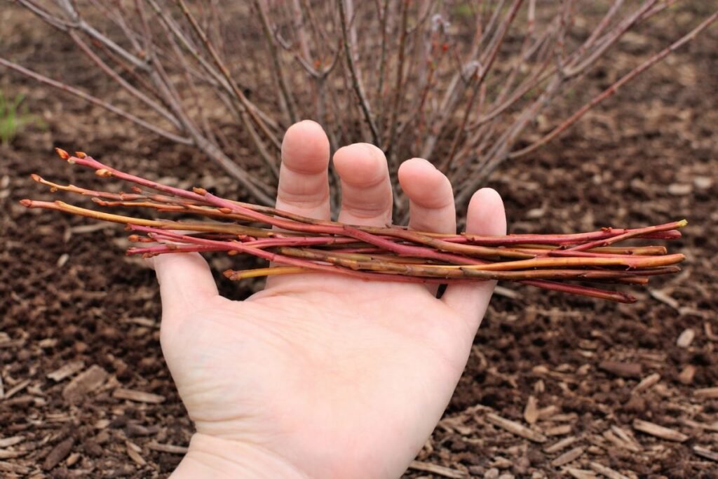 Populiariausias šilauogių dauginimo būdas: sumedėję auginiai