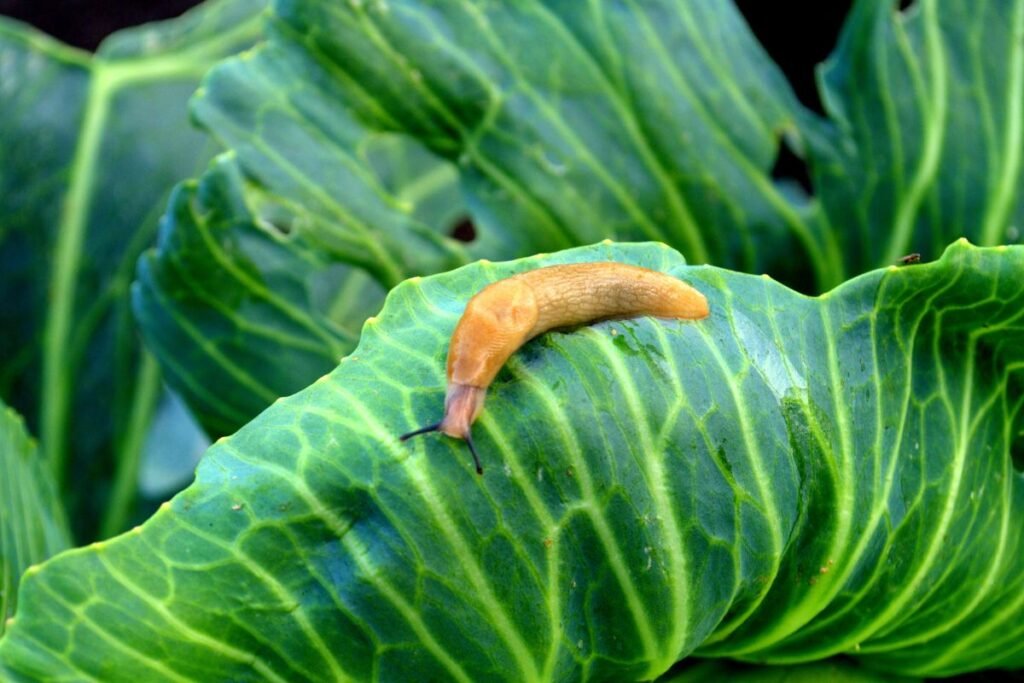 Šliužai: sniego danga išgelbėjo tai, ko bijojome