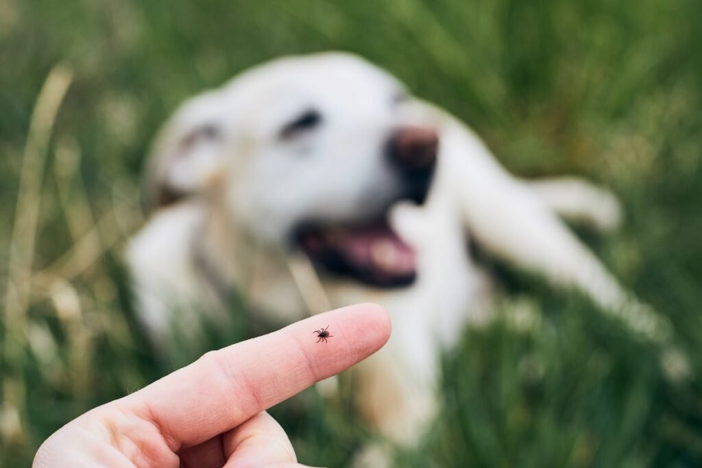 Kodėl šaltis neišsprendžia problemos?
