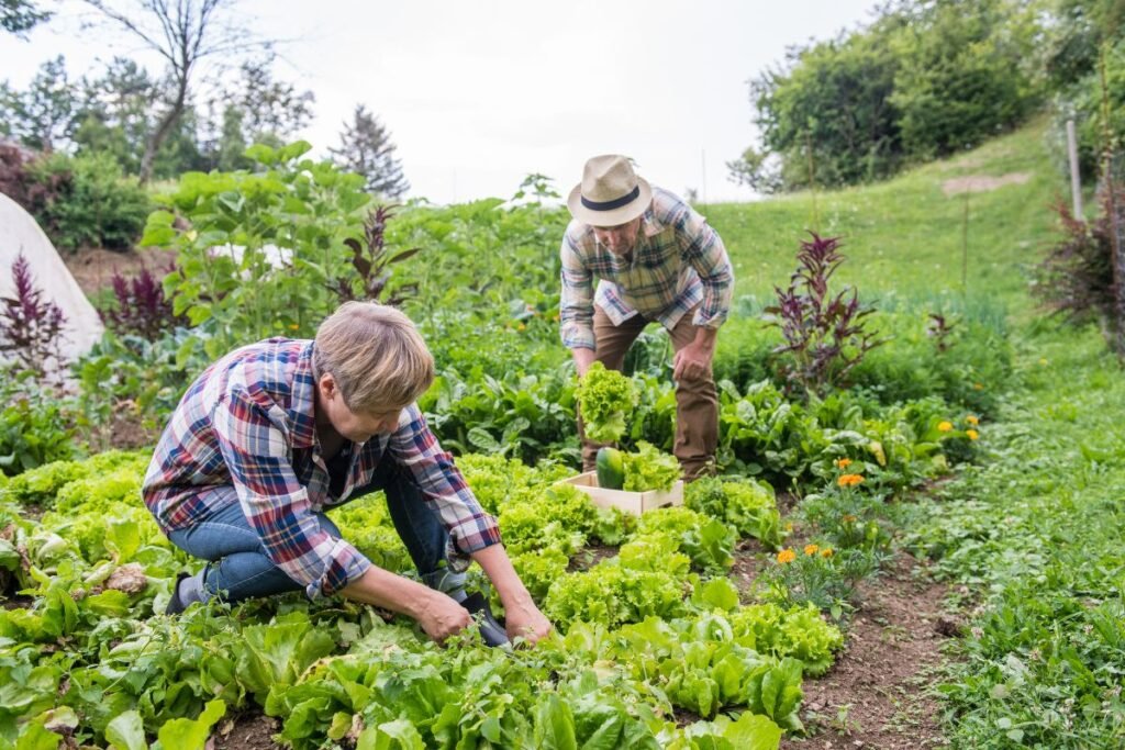 Sodininkystė tradiciniame darže (lysvės)