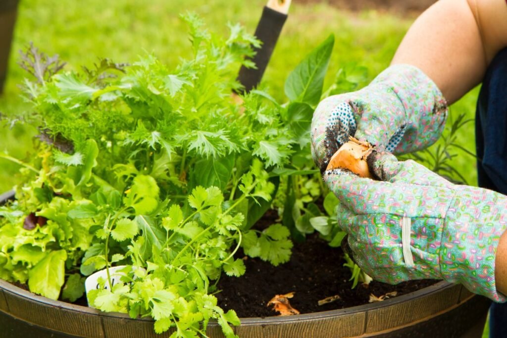 Konteinerinė sodininkystė