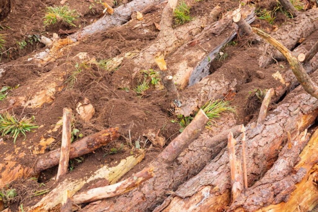 Daugiasluoksnė kompostavimo lysvė (Lasagna ir Hügelkultur)