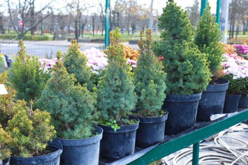 Kaip pasiruošti sodinukų mugei? 5 auksinės taisyklės