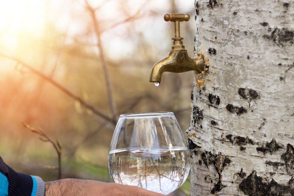 Trumpas priminimas: kada ir kaip prasideda sezonas?