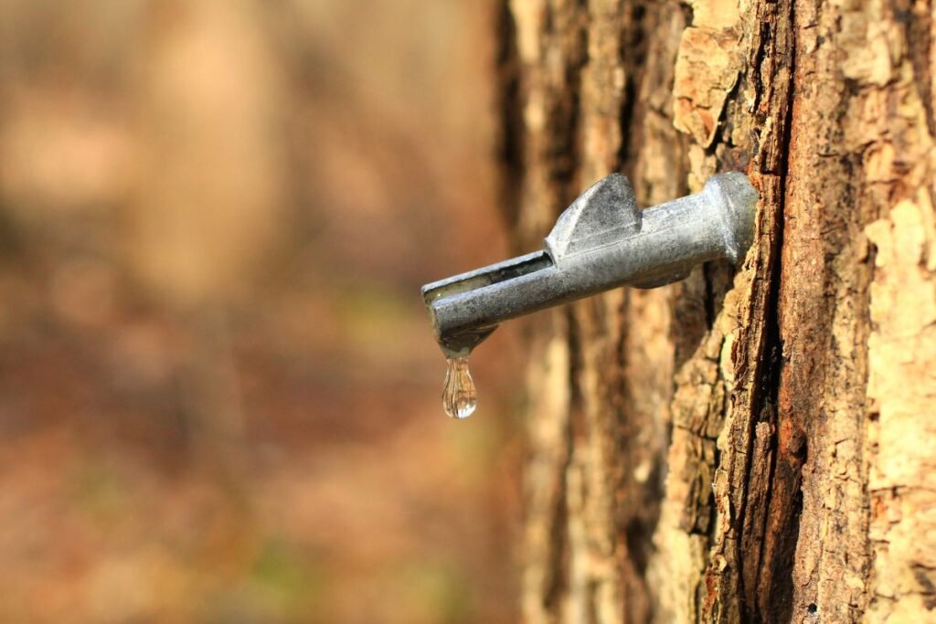 Klevų sulos nauda – ankstyvoji energijos bomba