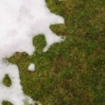 Tirpstantis sniegas ir druskų ataka: kaip išgelbėti sodą ir kiemą po žiemos?