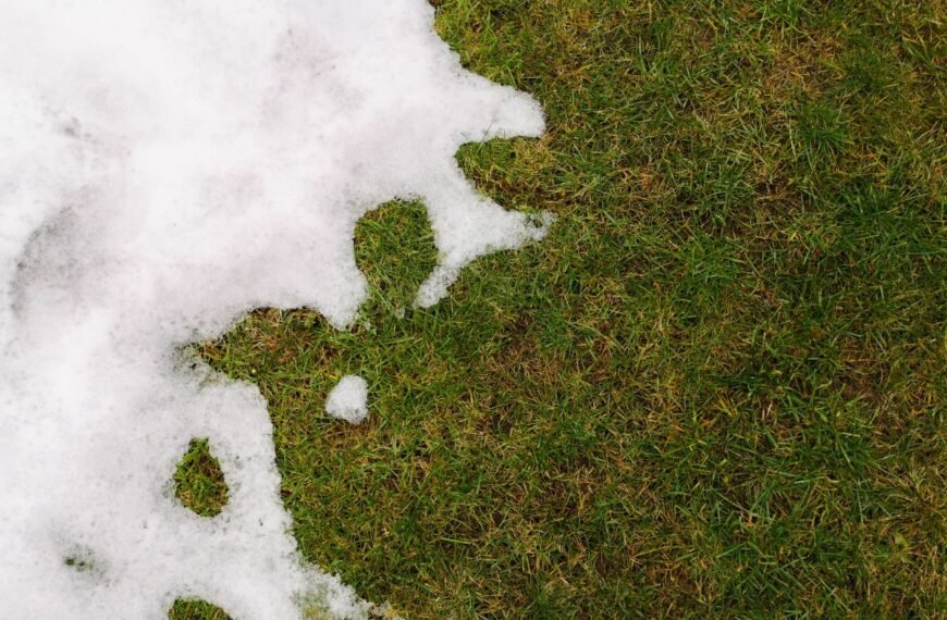 Tirpstantis sniegas ir druskų ataka: kaip išgelbėti sodą ir kiemą po žiemos?