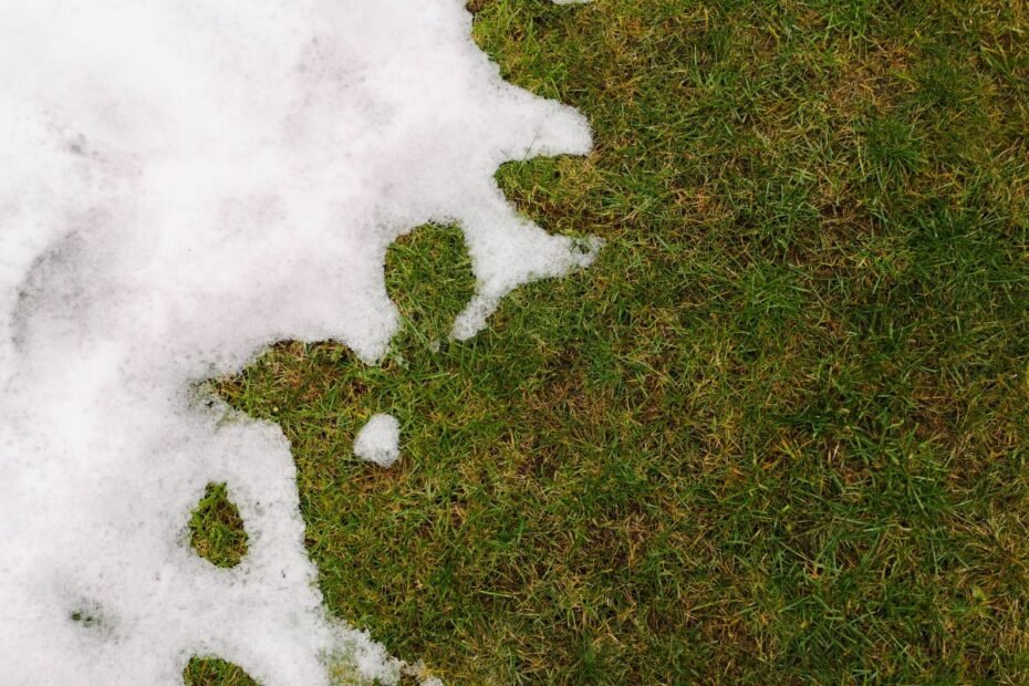 Tirpstantis sniegas ir druskų ataka: kaip išgelbėti sodą ir kiemą po žiemos?