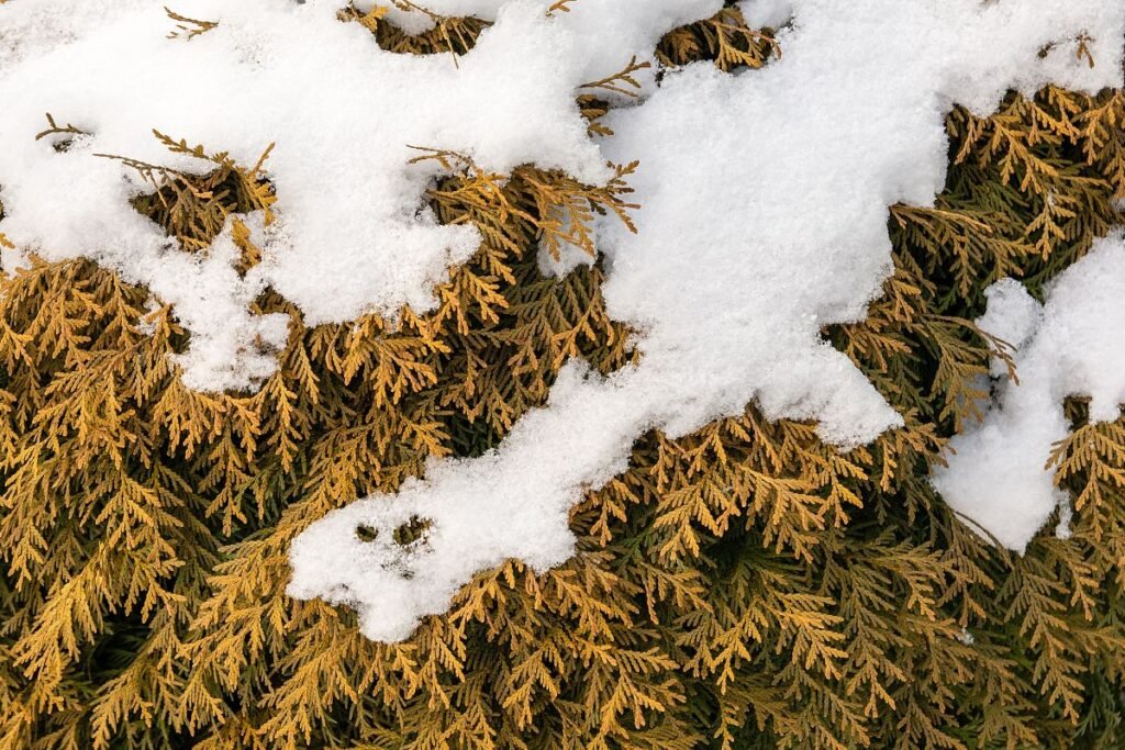 Tirpstantis sniegas: dirvos „gipsavimas ir reabilitacija“