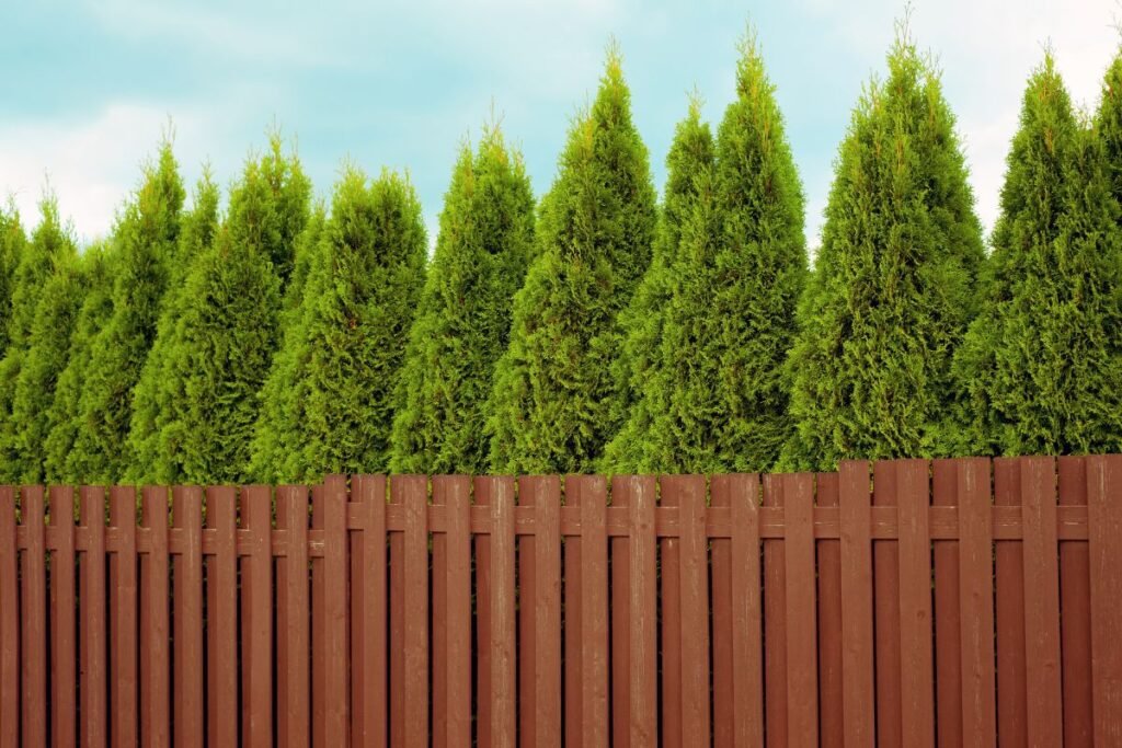 Kokiu atstumu sodinamos tujos: tujų sodinimo atstumai nuo kaimynų