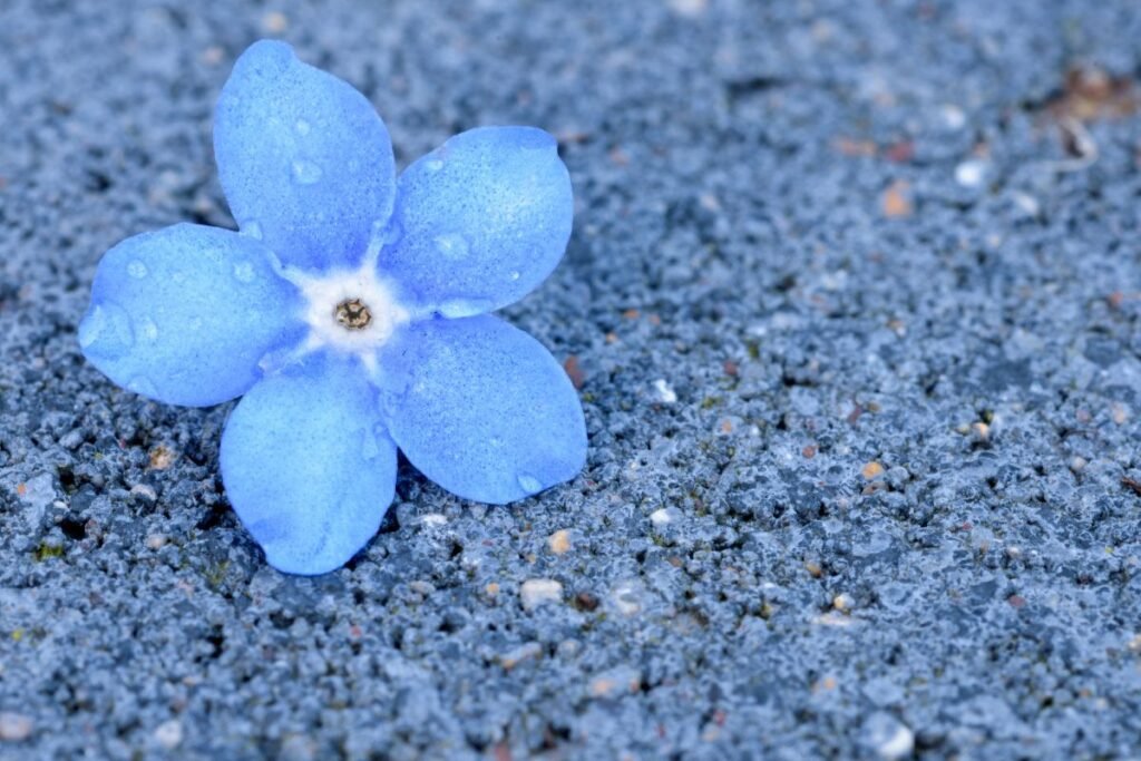Tylioji rezistencija: gėlių darželis – moters „valstybė“