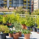 Vaisių ir daržovių auginimas balkone – misija įmanoma. Nuo ko pradėti?