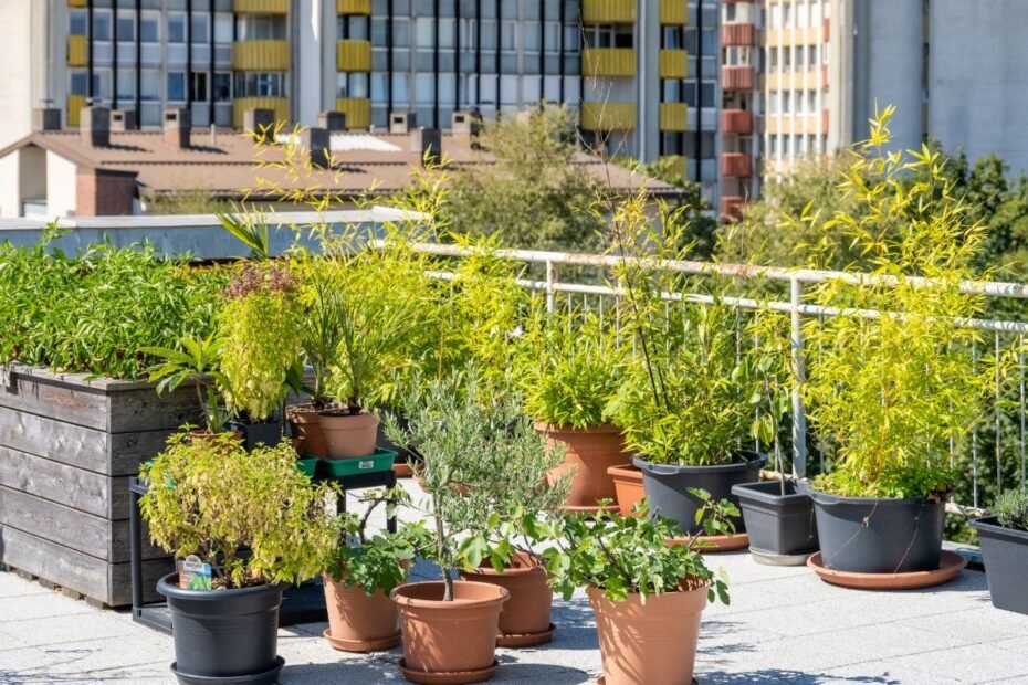 Vaisių ir daržovių auginimas balkone – misija įmanoma. Nuo ko pradėti?