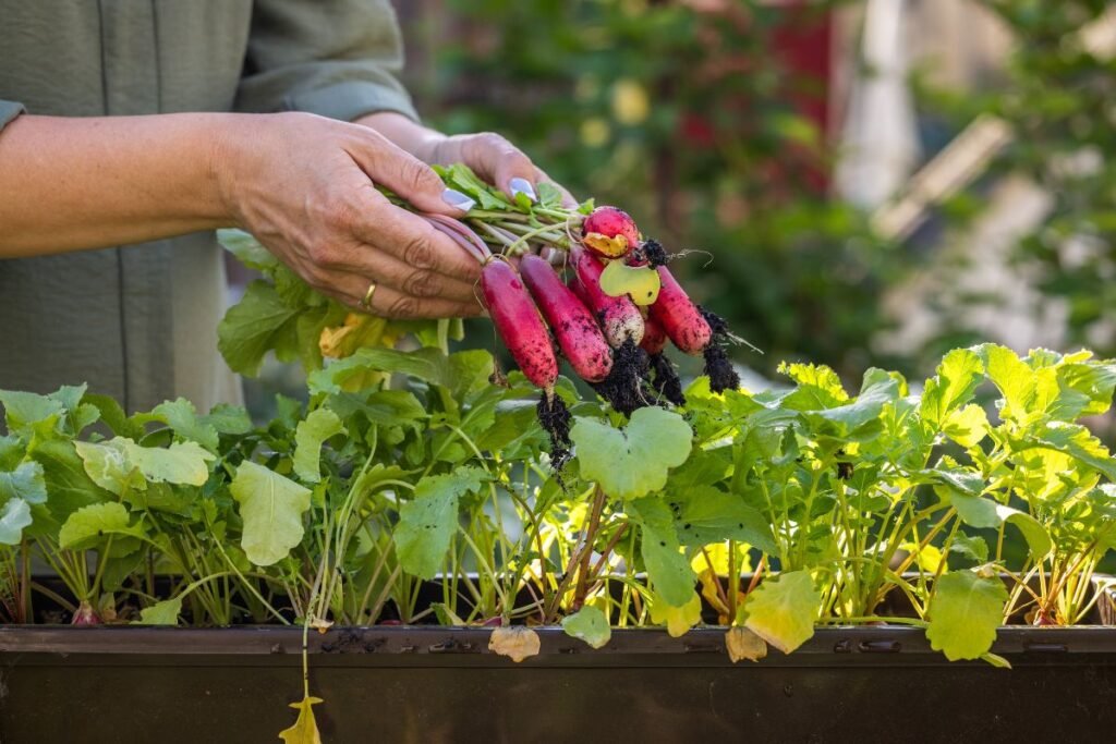 Vaisių ir daržovių auginimas balkone – misija įmanoma. Nuo ko pradėti?