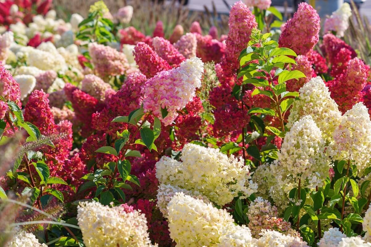 Hortenzijų auginimas spalvingi šluotelinių hortenzijų žiedai sodo aplinkoje