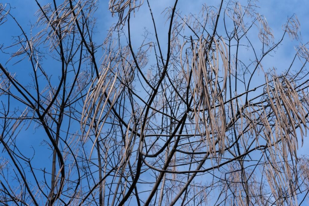 Didžiausi „miegaliai“ sode: kas neskuba keltis?