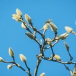 Vėlyvieji „miegaliai“ sode: kurie augalai nubunda vėliausiai ir kaip patikrinti, ar jie dar gyvi?