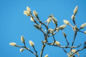 Vėlyvieji „miegaliai“ sode: kurie augalai nubunda vėliausiai ir kaip patikrinti, ar jie dar gyvi?