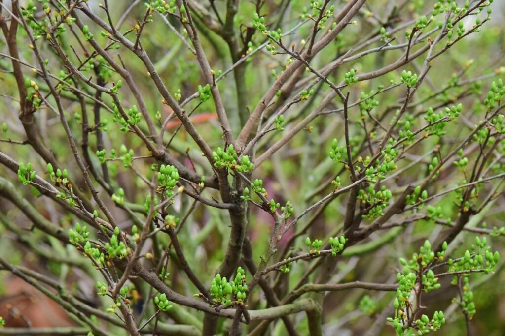 Sodininko dorybė – kantrybė