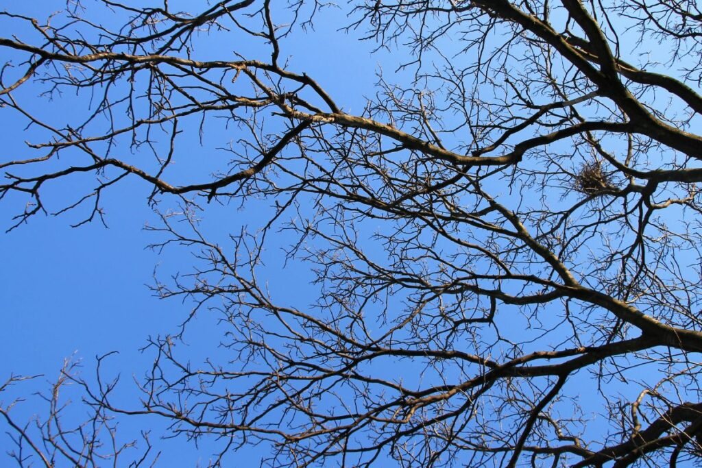 Vėlyvieji „miegaliai“ sode: šakelių „traškėjimo“ ir drėgmės testas