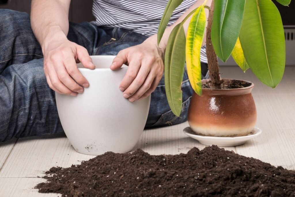 Augalų persodinimo šokas