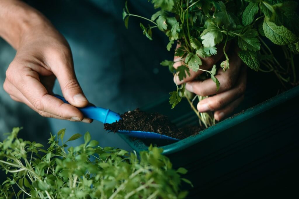 Augalų persodinimo šokas