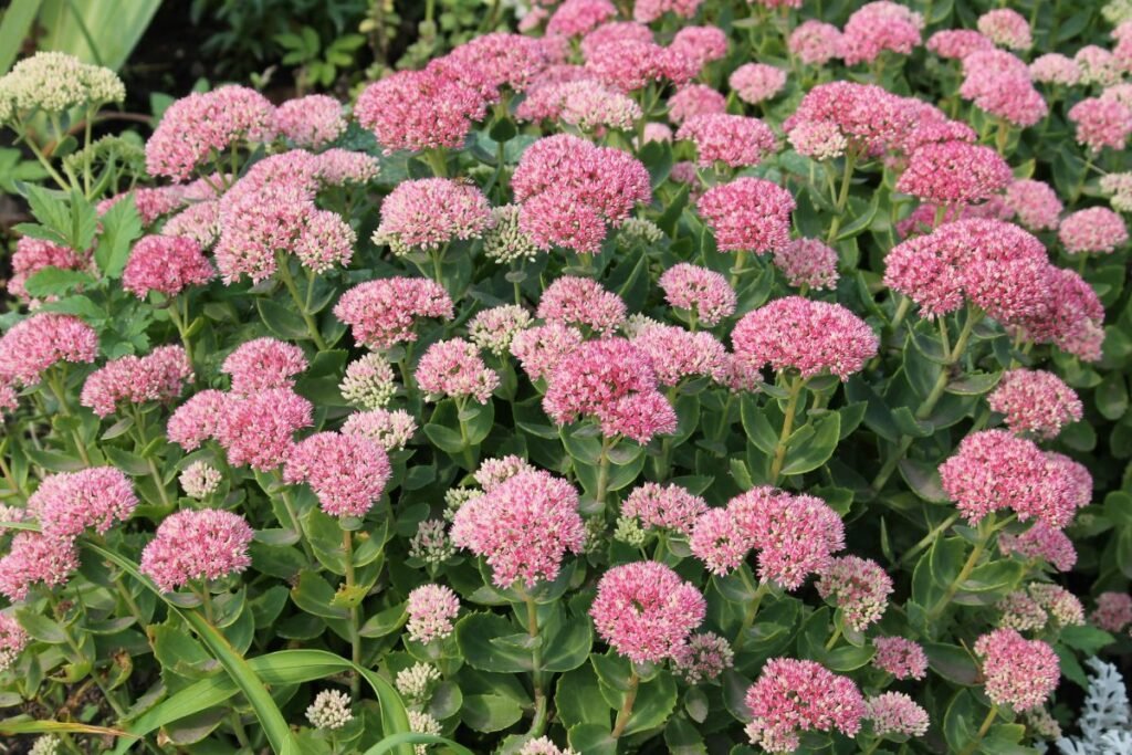 Augalai, kuriems nereikalinga priežiūra: vilkpupė (Hylotelephium)